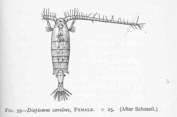 Image of Calanoid copepods