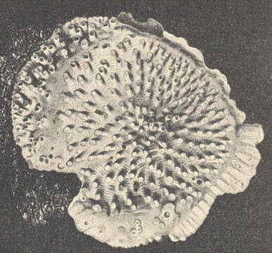 Image of Plagioeciidae Canu 1918