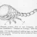 Image of Diastylis goodsiri (Bell 1855)