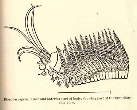 Image of Onuphidae