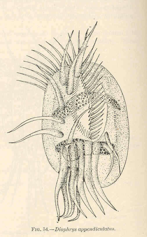 Image of Spirotrichea