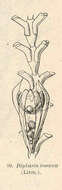 Imagem de Sertularioidea Lamouroux 1812