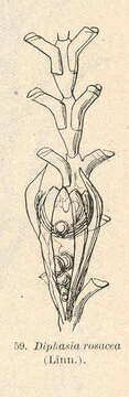Sivun Sertularioidea Lamouroux 1812 kuva
