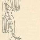 Слика од Chelophyes appendiculata (Eschscholtz 1829)