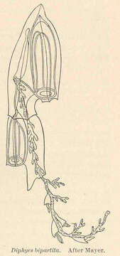 Слика од Siphonophorae Eschscholtz 1829