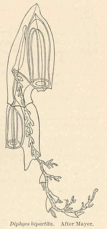 Image of Siphonophorae Eschscholtz 1829