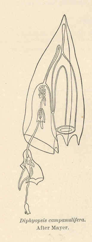 Image of Siphonophorae Eschscholtz 1829