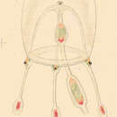 Image of Slabberia strangulata (McCrady 1859)