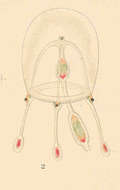 Image de Corynidae Johnston 1836
