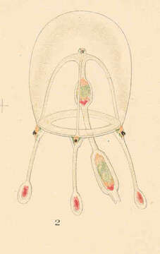 Image of Corynidae Johnston 1836