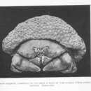 Image of Linnaeus's sponge crab