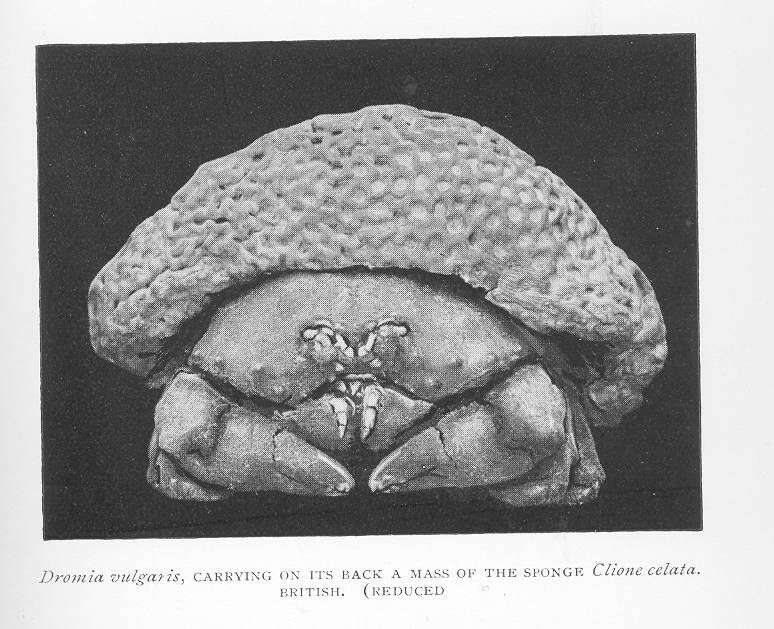 Image of sponge crabs