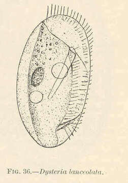 Image of Dysteriidae