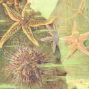 Imagem de Echinocardium cordatum (Pennant 1777)