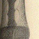 Image of Echinocardium pennatifidum Norman 1868