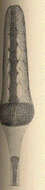 Image of Spatangoidea Gray 1825