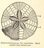 Imagem de Echinarachniidae Lambert ex Lambert & Thiéry 1914