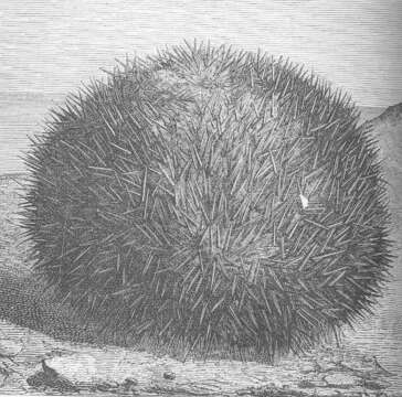 Image of Echinidae Gray 1825