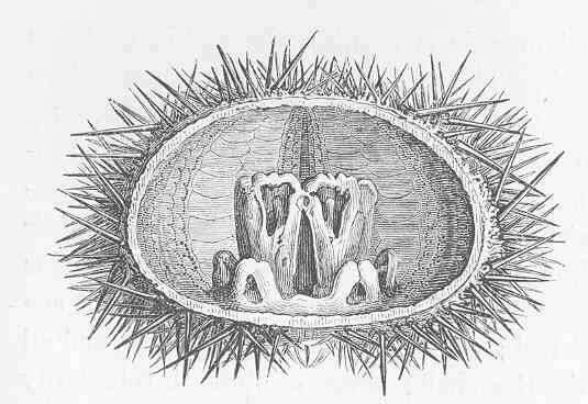Sivun Parechinidae Mortensen 1903 kuva