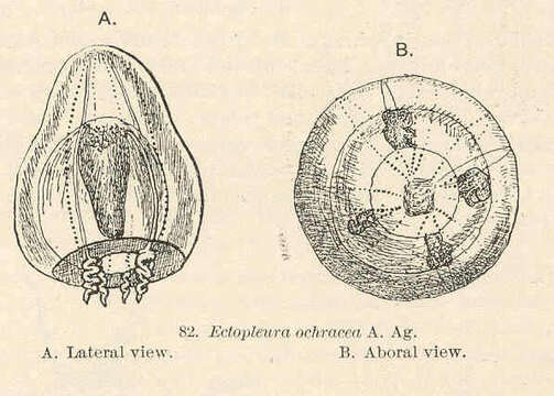 Image of Tubulariidae Goldfuss 1818