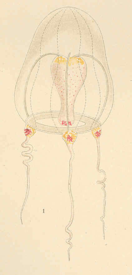 Слика од Tubulariidae Goldfuss 1818