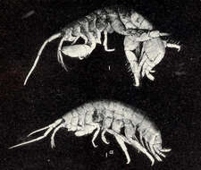 Image of Hadzioidea S. Karaman 1943