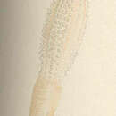Image of athenarian burrowing anemone
