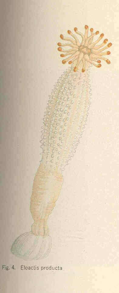 Image de Haloclavidae Verrill 1899