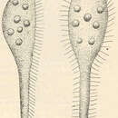 Image of Epiclintes radiosa Calkins 1902