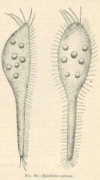 Image of Epiclintes radiosa Calkins 1902