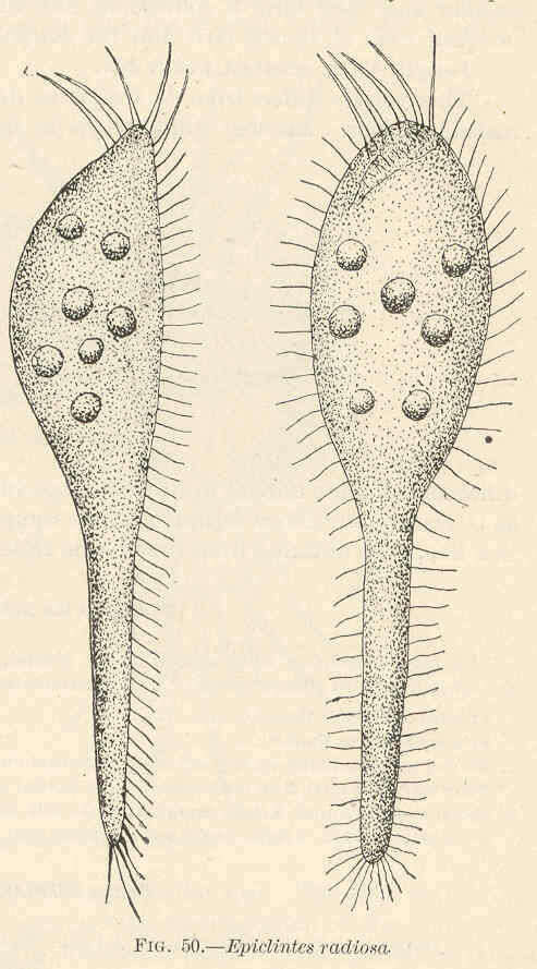 Imagem de Epiclintes radiosa Calkins 1902