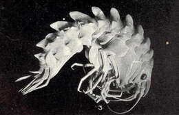 Image of Iphimedioidea Boeck 1871