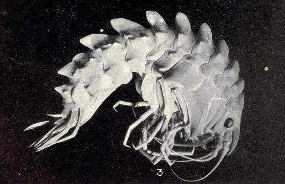 Image of Epimeria Costa ex Hope 1851