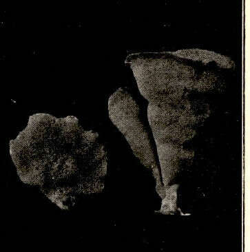 Image of Esperiopsidae Hentschel 1923