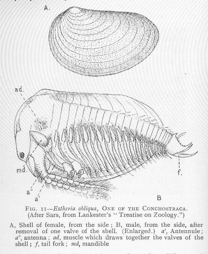 Image of Estheria