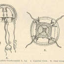 Image of Eucheilota duodecimalis A. Agassiz 1862