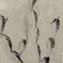 Image of Scruparia chelata (Linnaeus 1758)