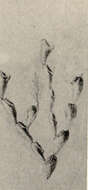 Image of Scruparioidea Gray 1848
