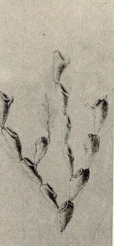 Image of Scruparioidea Gray 1848