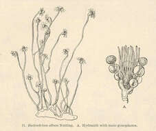 Eudendriidae L. Agassiz 1862 resmi