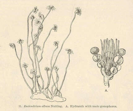 Image of Eudendriidae L. Agassiz 1862