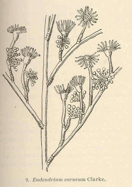 Image of Eudendriidae L. Agassiz 1862