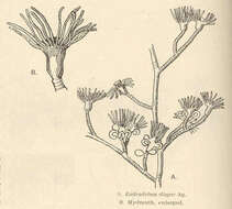 Image of Eudendriidae L. Agassiz 1862