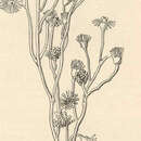 Image of Eudendrium capillare Alder 1856