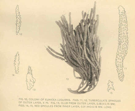 Image of Plexauridae Gray 1859