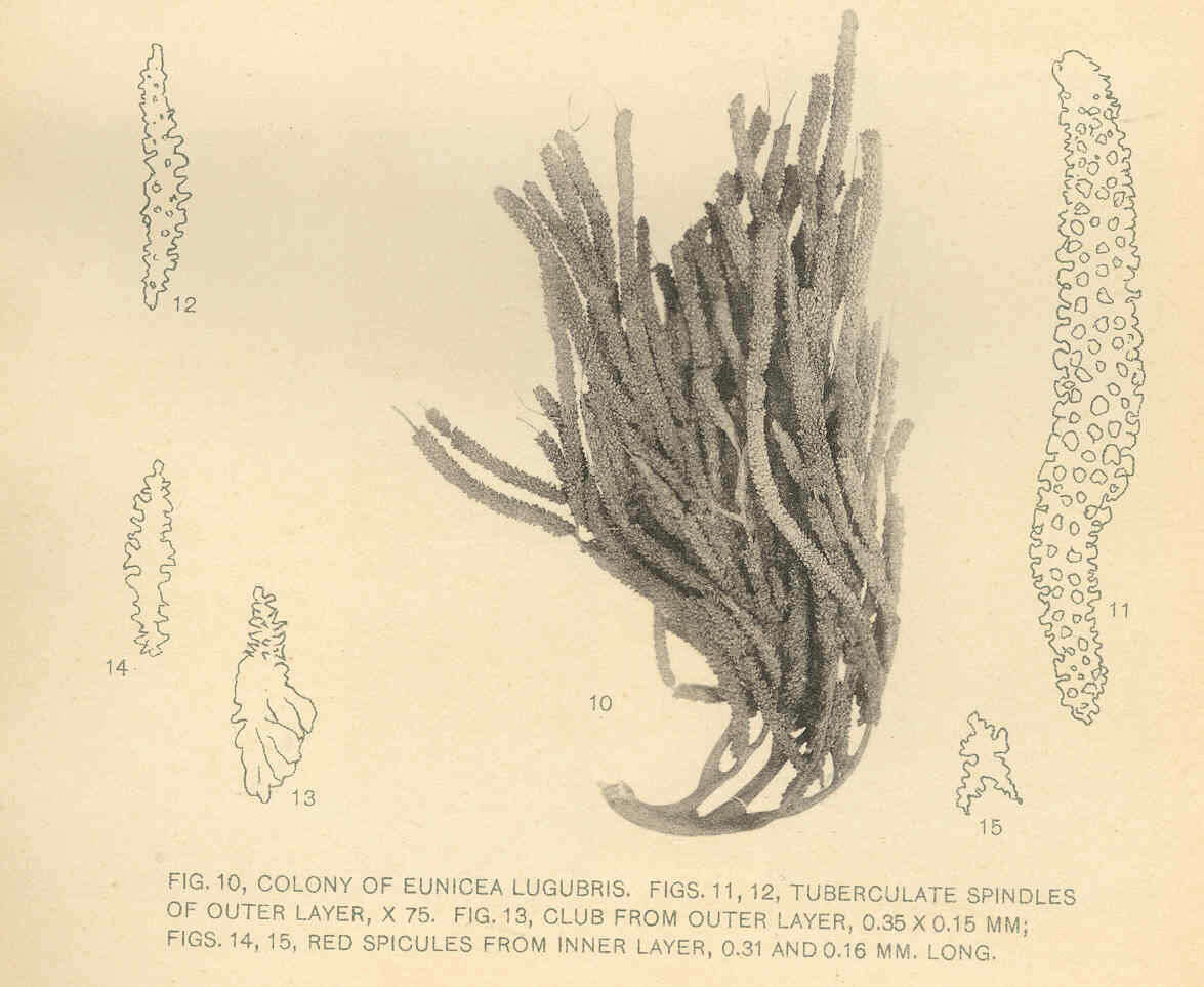Image of Plexauridae Gray 1859