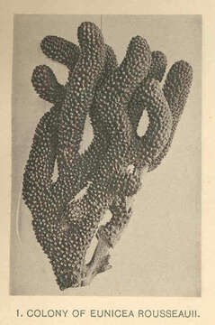 Image of Plexauridae Gray 1859