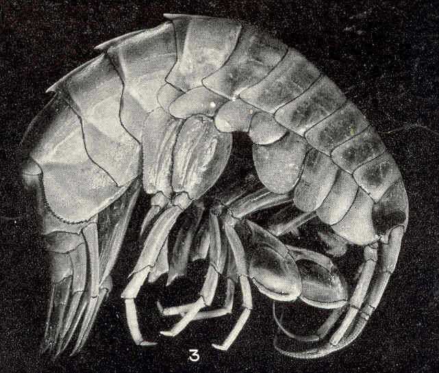 Plancia ëd Eusiroidea Stebbing 1888