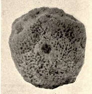 Image de Spongia Linnaeus 1759