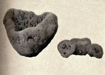 Image de Spongia Linnaeus 1759